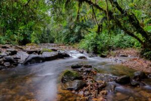 Aporte a la protección de la Reserva Tayra en el Chocó Andino