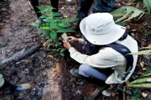 Quito, Cuenca y Loja serán sede del City Nature Challenge 2026