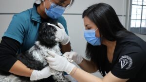 La Clínica Veterinaria y Zootecnia de la Universidad Central brinda atención integral a animales de compañía