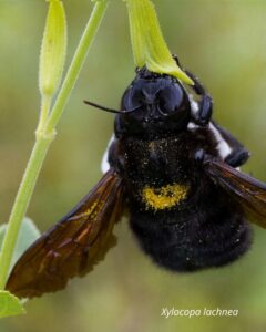 16 especies de abejas carpinteras se documentaron en Ecuador