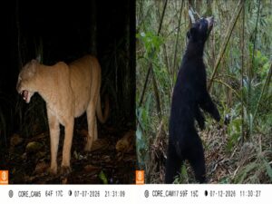 Un oso andino y un puma son los mejores influencers del bosque nublado Yunguilla