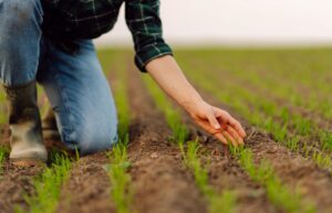 Cómo cuidar los cultivos frente a El Niño