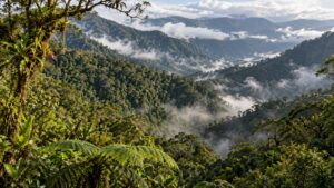 Alivo Zero compensa más de 680 toneladas de CO₂ en el Chocó Andino mediante inteligencia artificial y blockchain