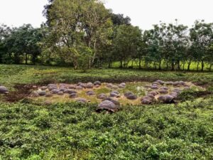 Conservación de tortugas se integra a producción de café orgánico